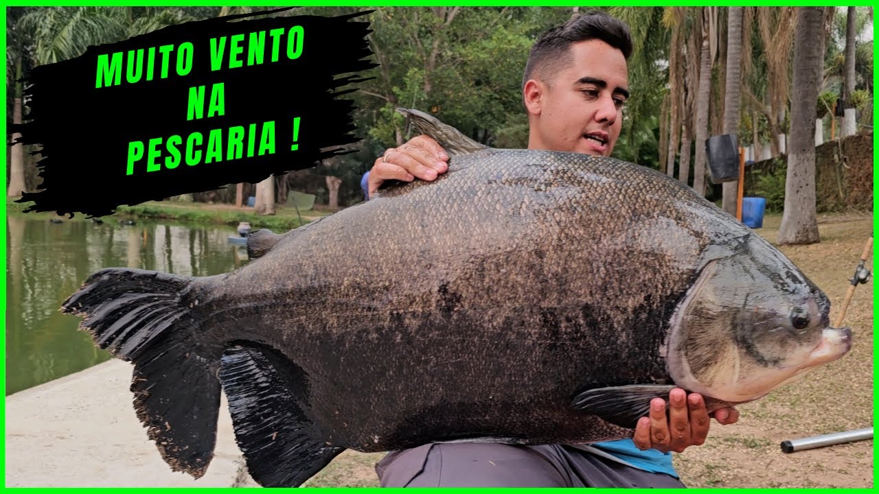 PEGAMOS PEIXE O DIA INTEIRO MESMO COM MUITO VENTO ! - Pesqueiro Pekos