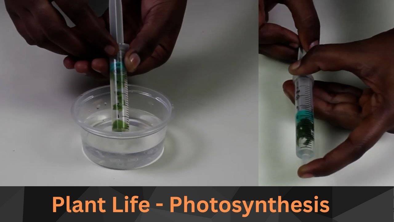 Plant Life - Photosynthesis | DIY Science | ThinkTac