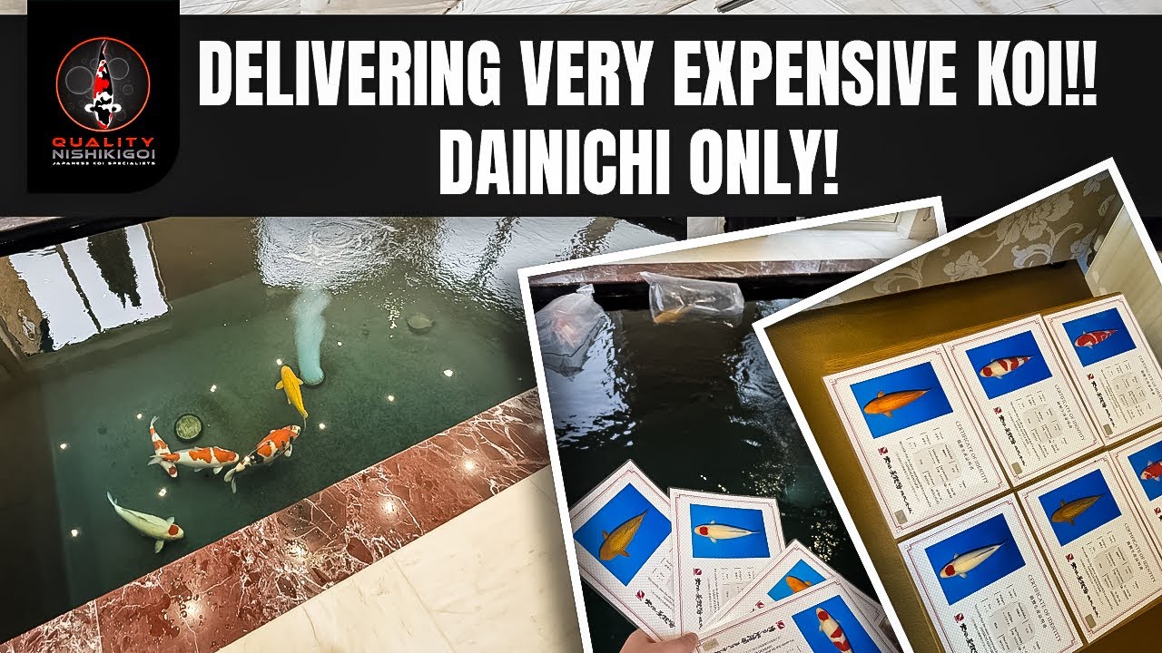 DELIVERING VERY EXPENSIVE KOI! DAINICHI ONLY!
