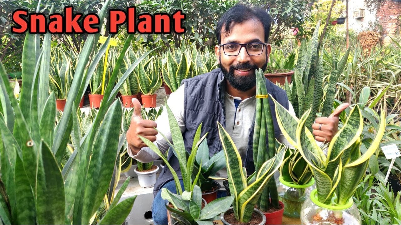 8 Types of Snake Plant – Most Popular Sansevieria Varieties