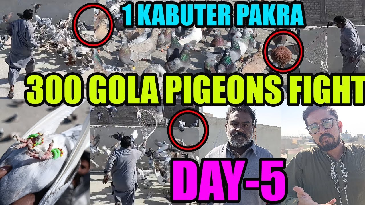 DAY-5 300 Gola Pigeons Fight Imran Hashmi OR Nadir Bhai VS Majed Bhai Kabooter Larraya Kabuter Pakra