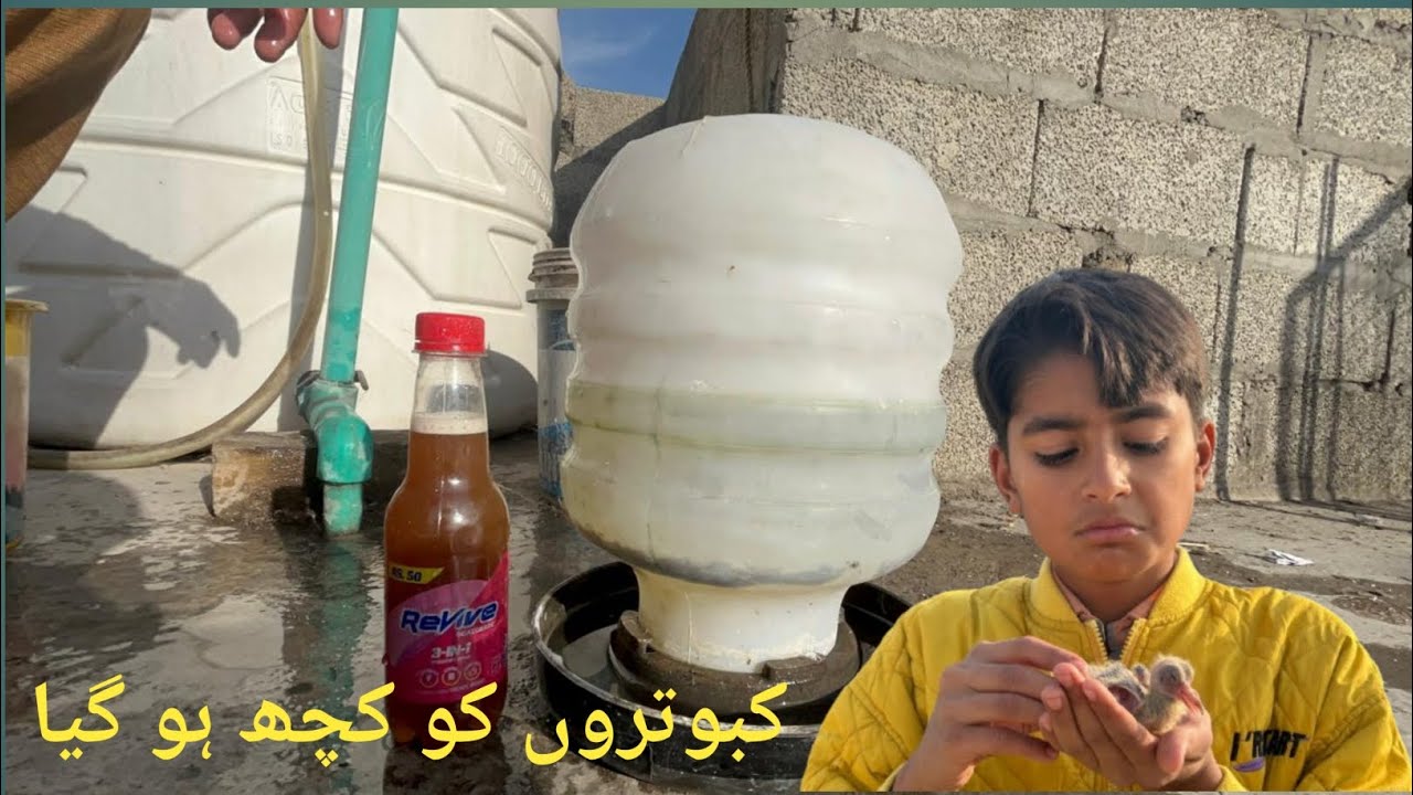 Mery kabootr ko kiya ho geya 🙀 huzaifa or haris 