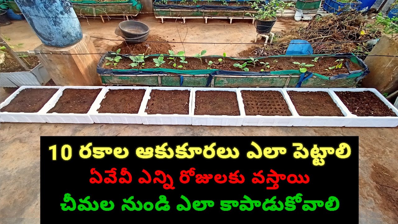 10 రకాల ఆకుకూరలు ఇలా పెట్టండి
