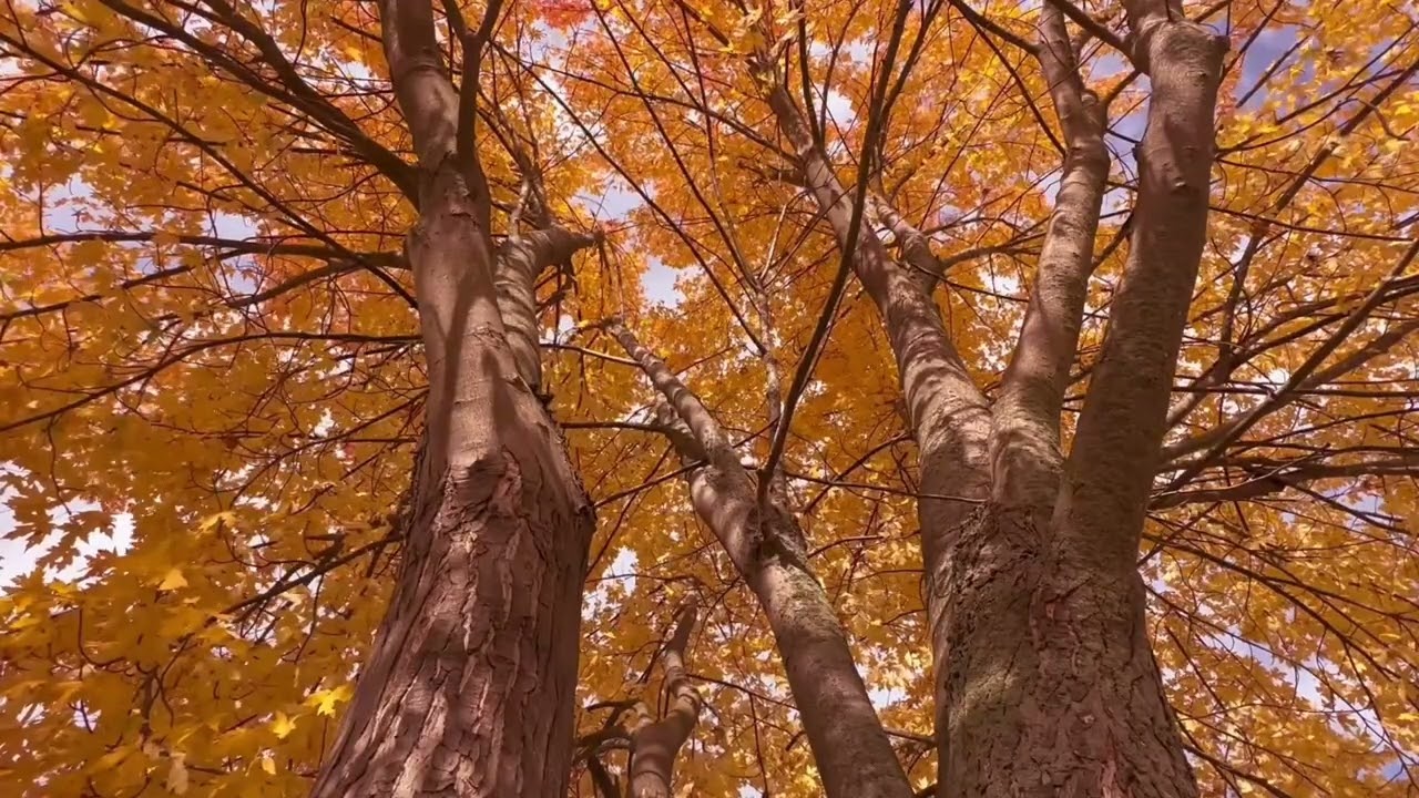 Nature Healing Frequency • Deep Relaxation & Stress Relief Music