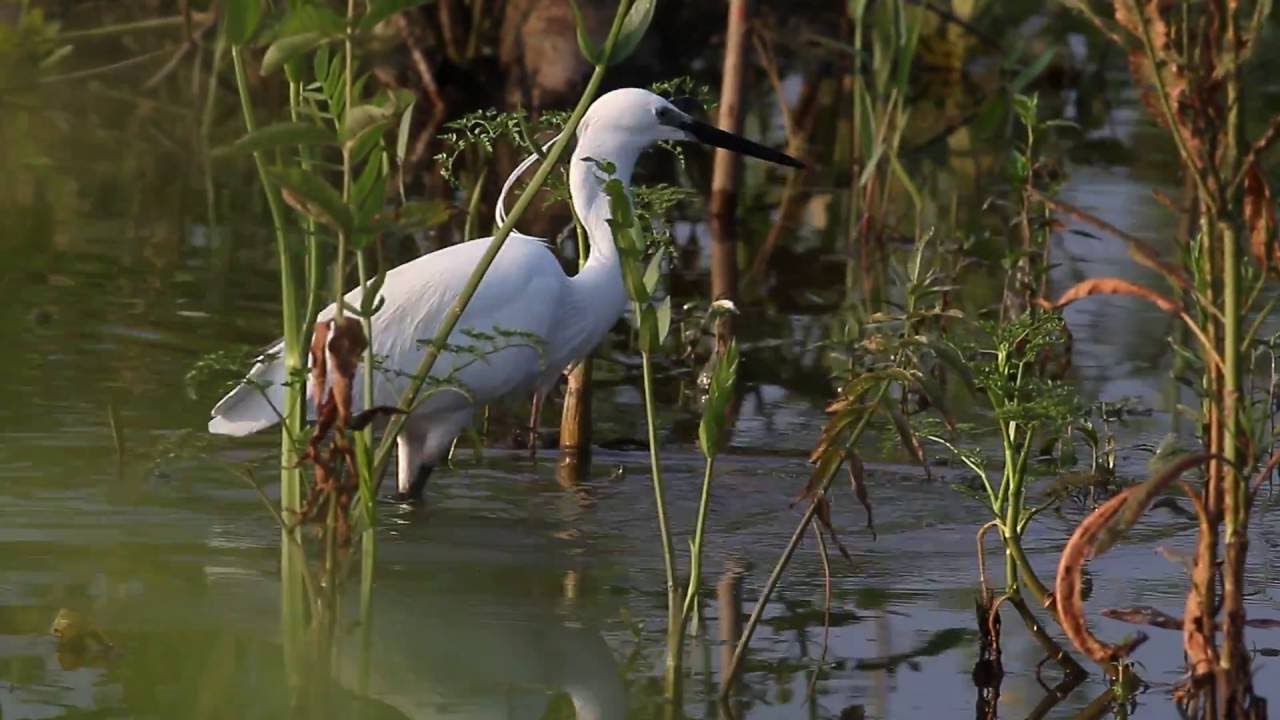 Mala bela čaplja (Egretta garzetta)