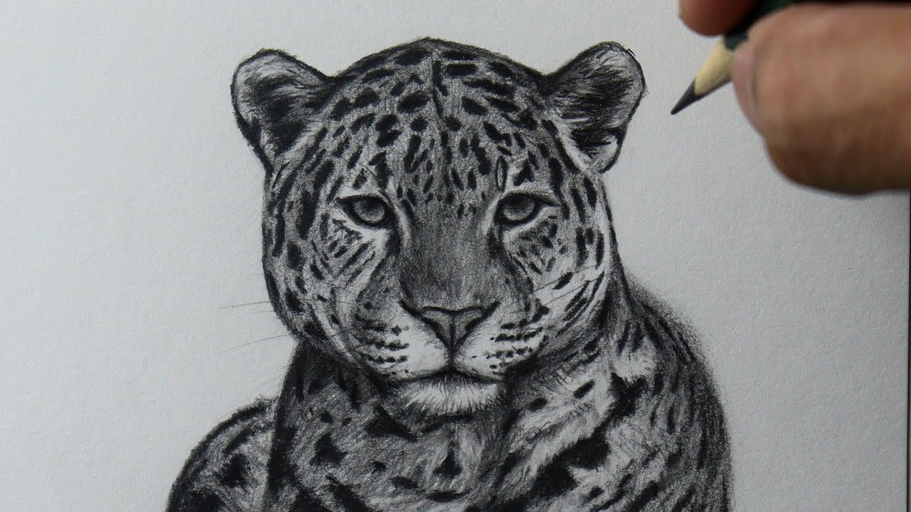 Como desenhar um Leopardo - PASSO A PASSO - narrado