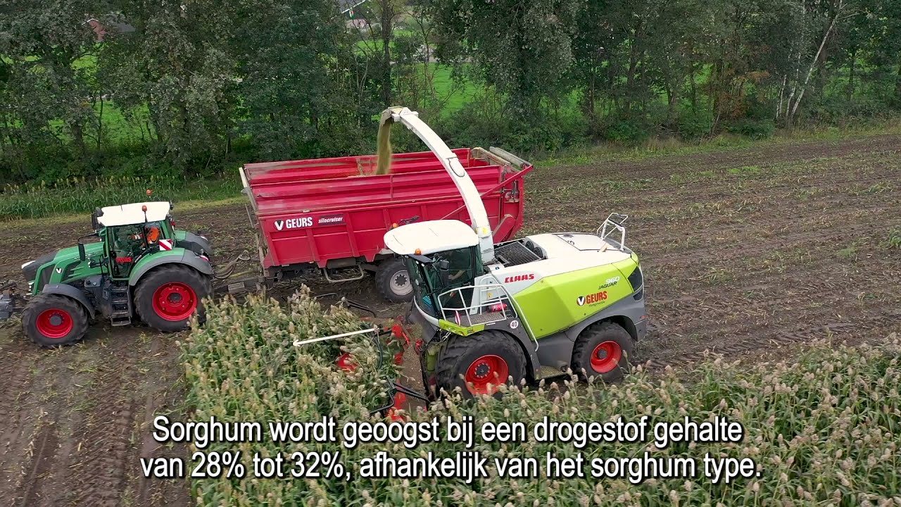 Oogstmoment en inkuiltips sorghum | DSV zaden Nederland