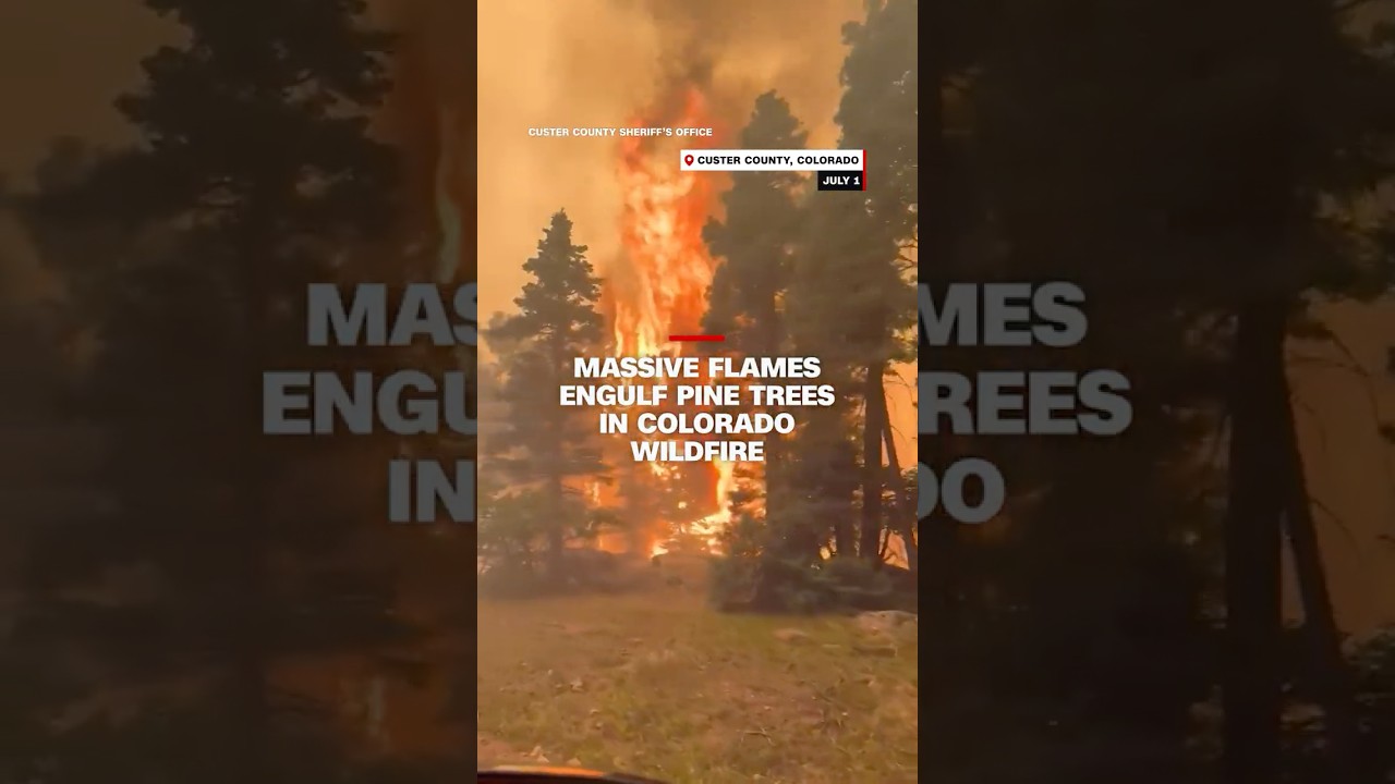 Massive flames engulf pine trees in Colorado wildfire