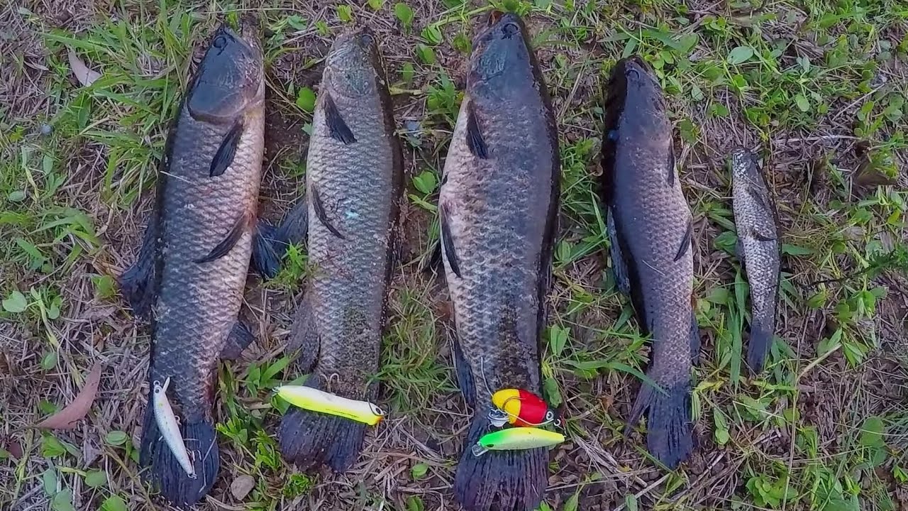PESCA DE TRAÍRA COM ISCA ARTIFICIAL ,Assim fica fácil pescar
