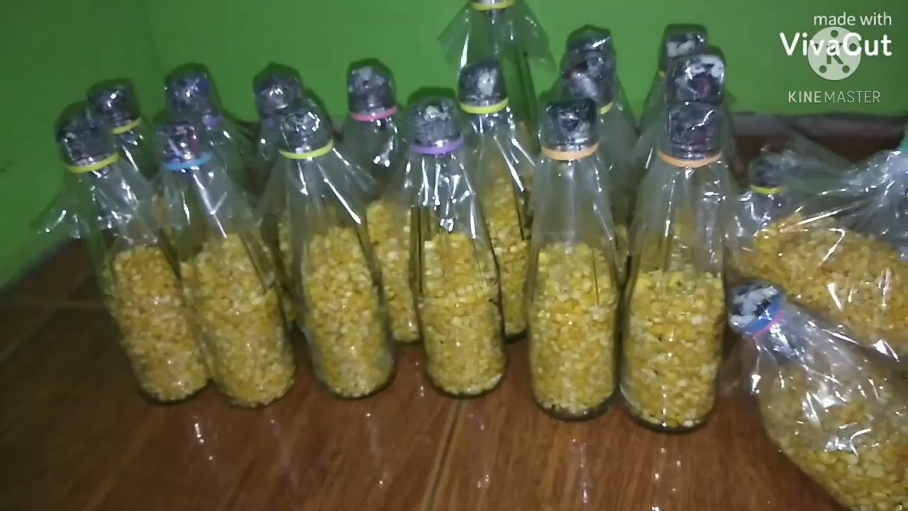 Proud Farmer 23 (Mushroom Fruiting bags Making)