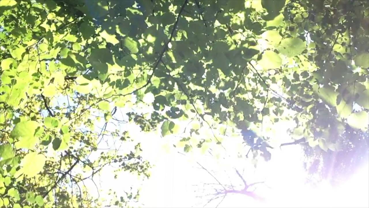 Dustin Laurenzi's Natural Language [Album Trailer]