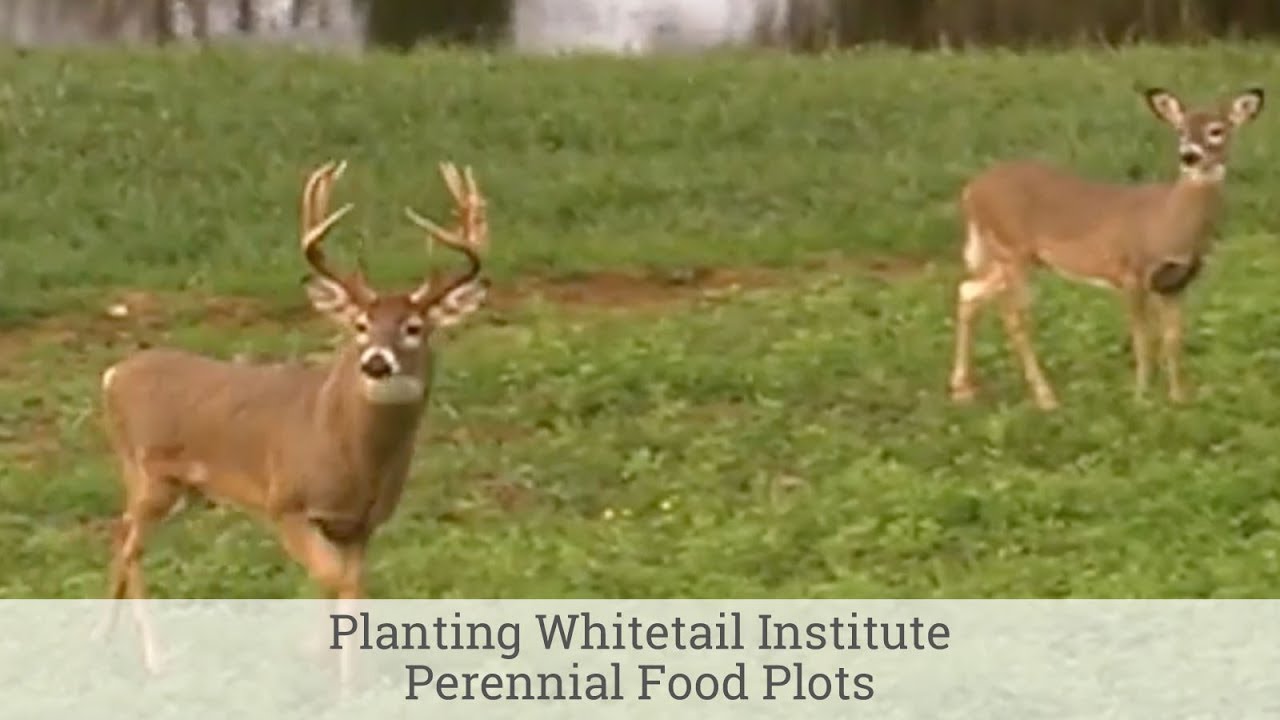 Planting Whitetail Institute Perennial Food Plots