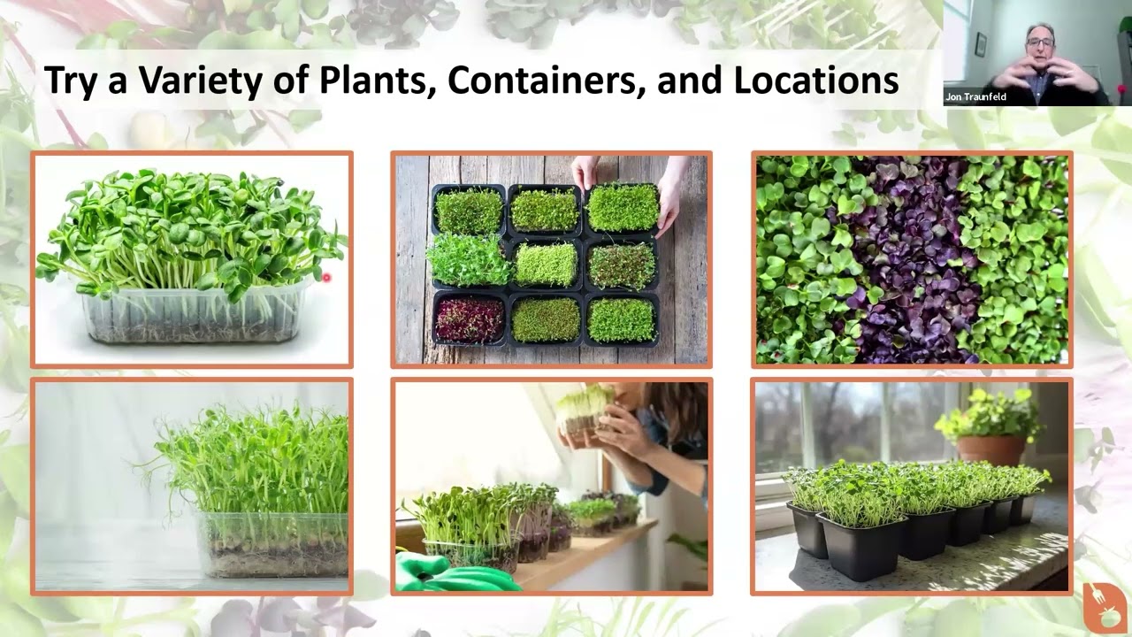 Growing Microgreens