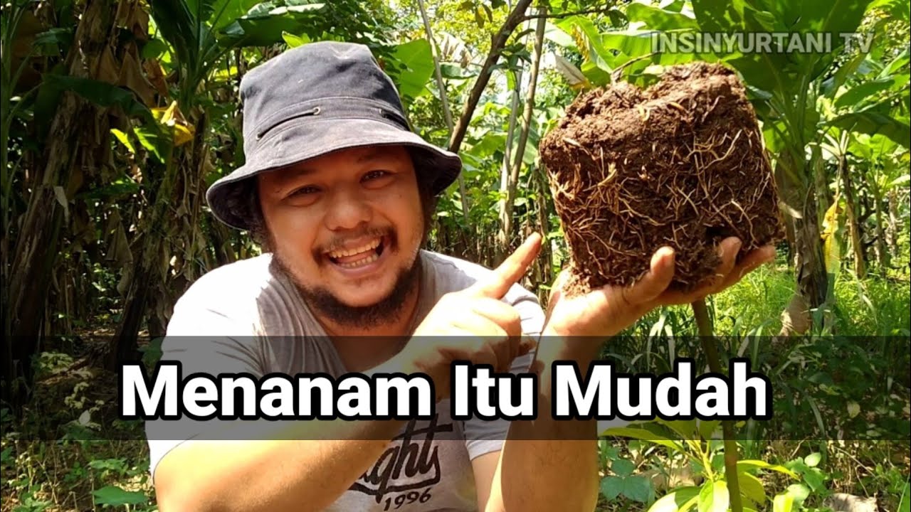 Cara Menanam Bibit Alpukat Cipedak atau Miki
