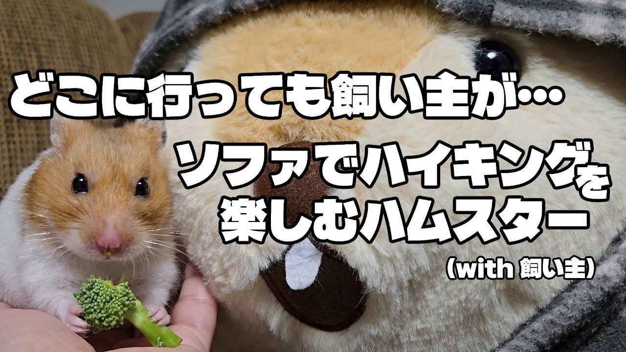 どこに行っても飼い主が…ソファでハイキングを楽しむハムスター