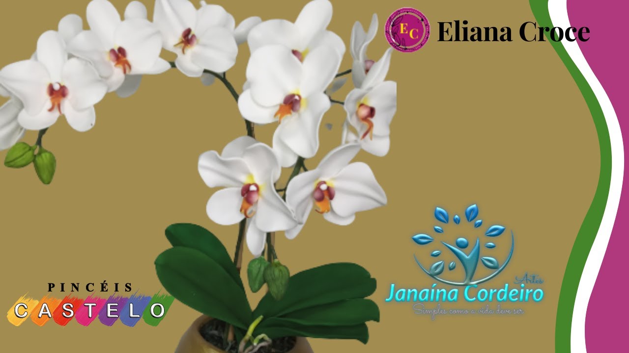 ORQUIDEA BRANCA DE EVA