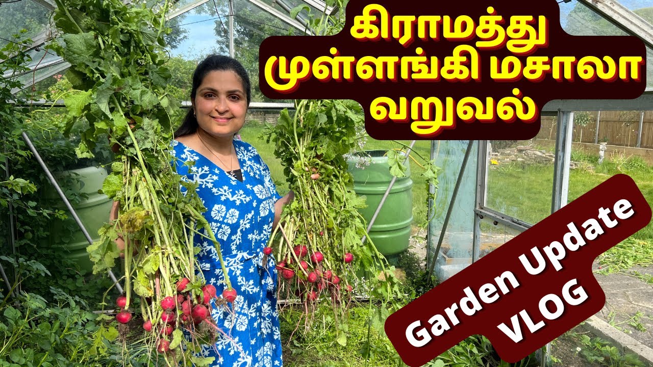 Vegetable Harvest | Sunday Lunch Routine | Traditional Radish Recipes | Garden update vlog #tamil