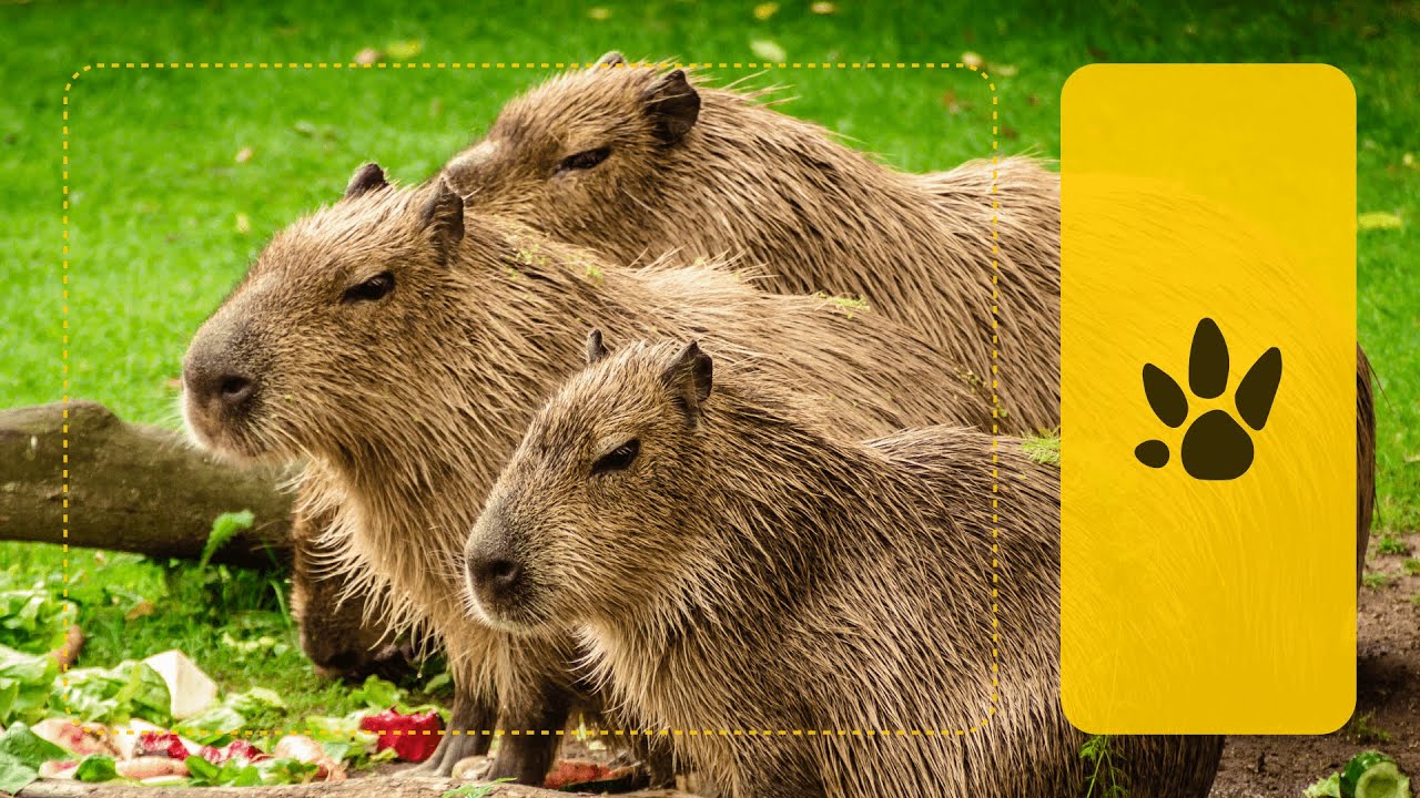 The Natural Habitat of Capybaras. Sounds of Nature.