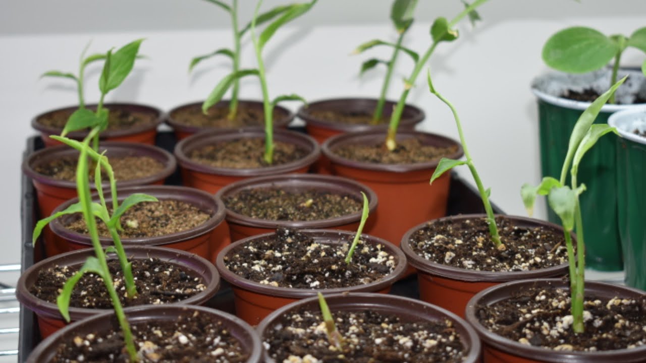 1 month GINGER update | Planting ginger seedling outdoor, pots size & soil mix