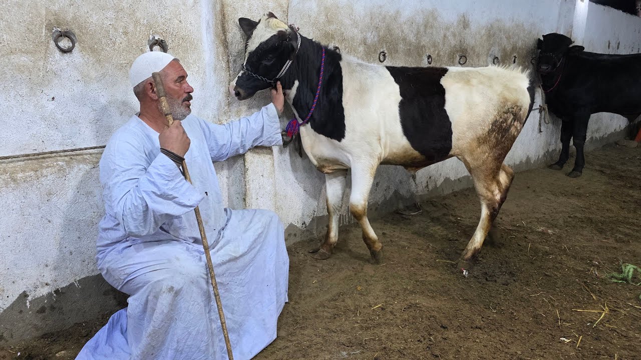 العالم كله يحضر هنا شوف بنفسك السلالات النهارده السعر محصلش عجول التحويل العالي بمزرعة حبيبي الكل