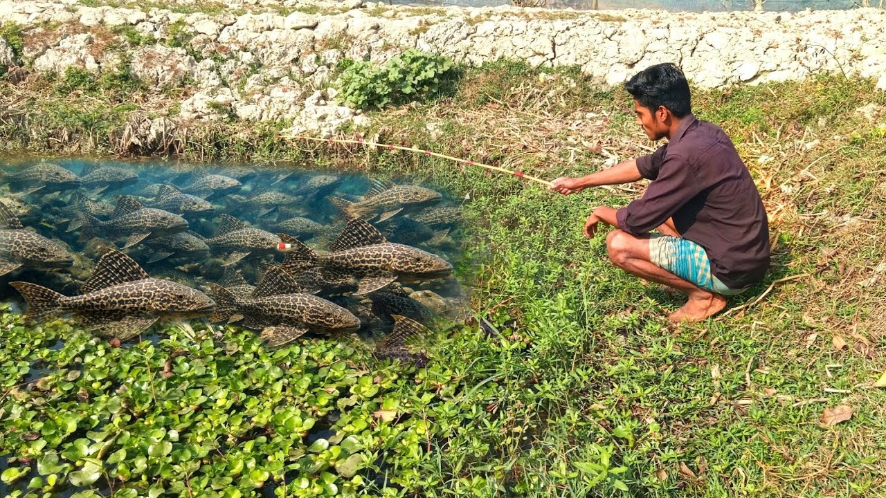 Hook Fishing Video | Traditional fishing by hook | Village fishing | Best hook fishing