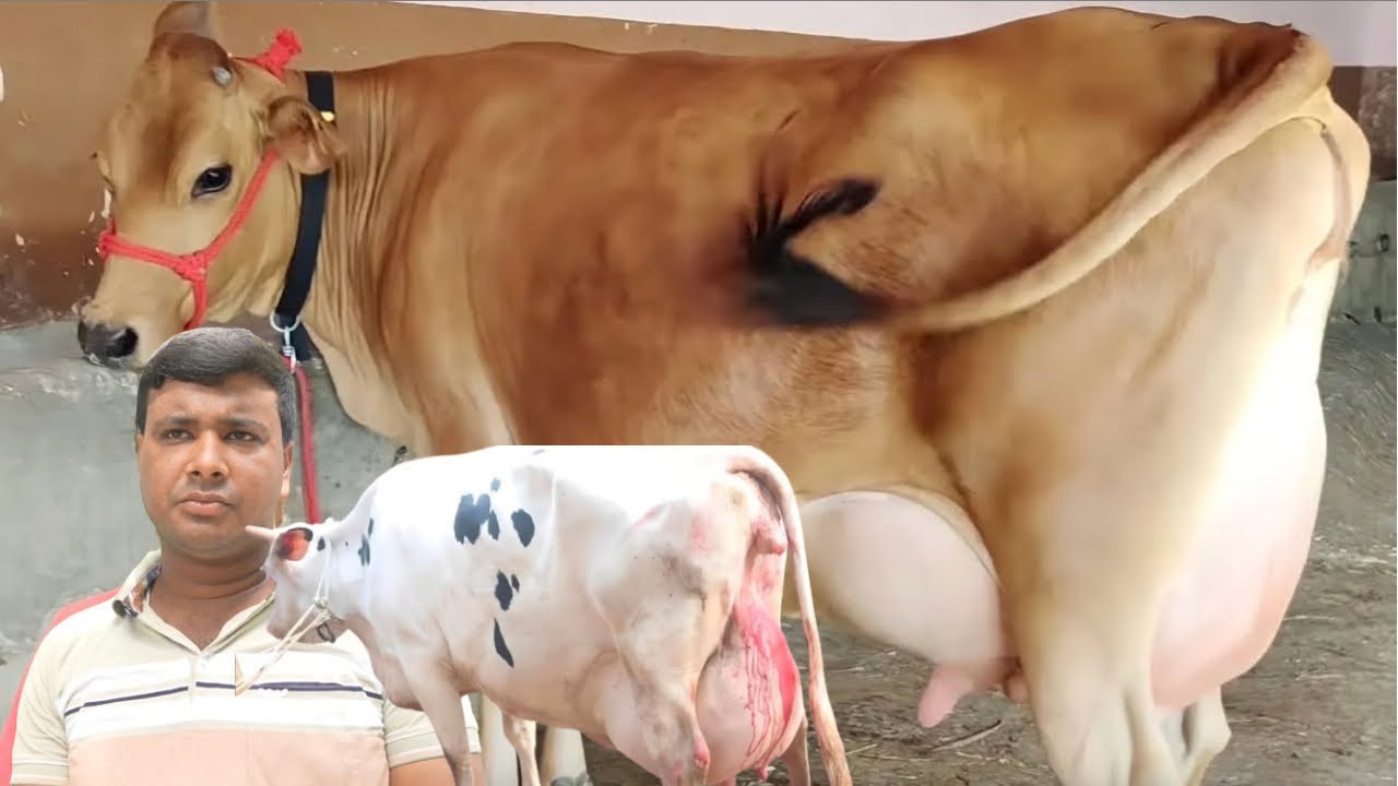 বাঘাবাড়ীর পিওর জার্সি সহ বিগ বিগ সাইজের গাভী ! কম দামে মাঝারি থেকে দুধের গাভী কিনুন !