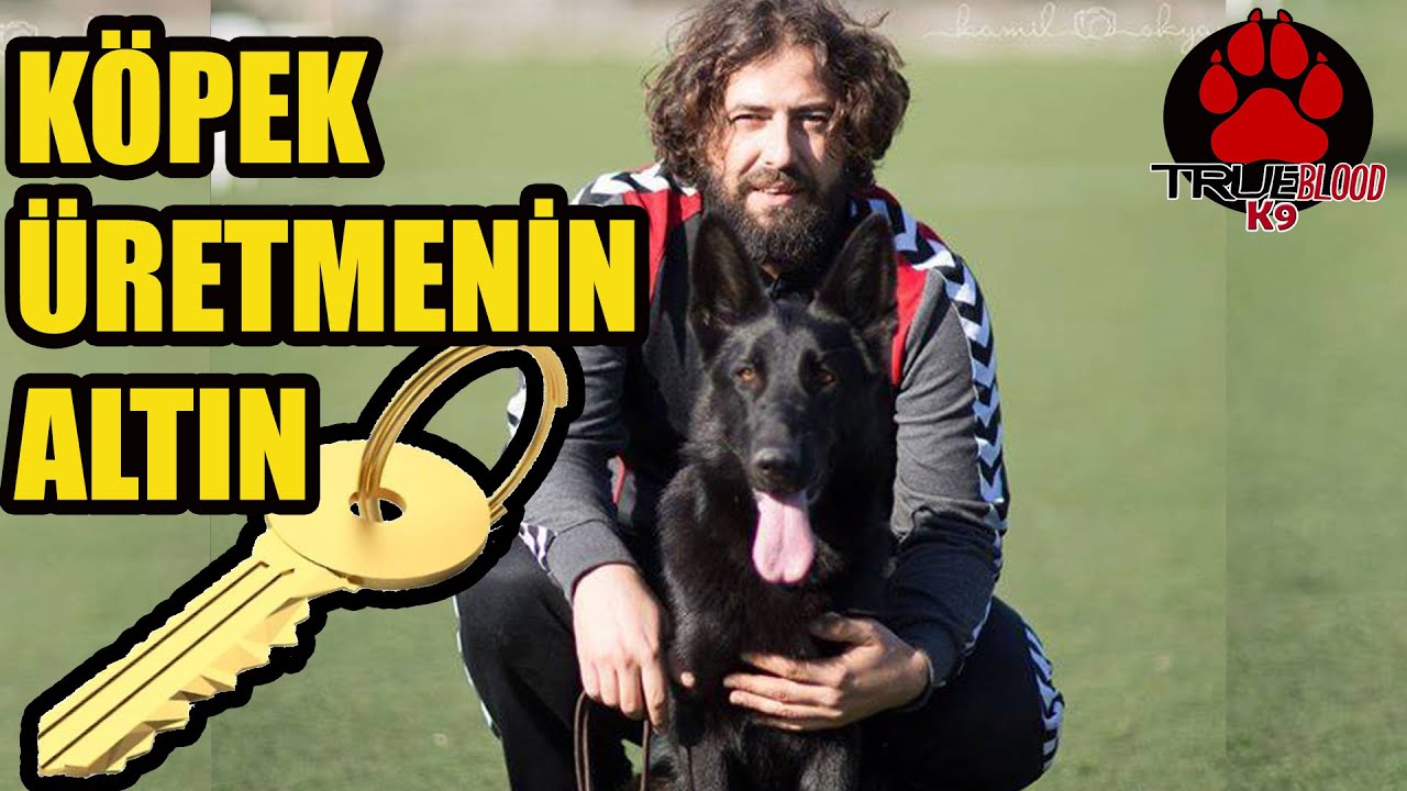 ERKEK Mİ  DİŞİ Mİ - DAMIZLIK DİŞİ SEÇİMİ - KÖPEK ÜRETMENİN ALTIN ANAHTARI