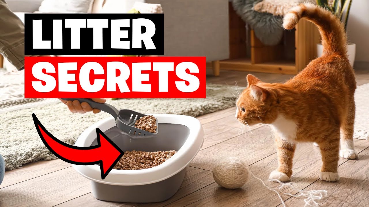 What's the Perfect Cat Litter for Your Feline Friend?