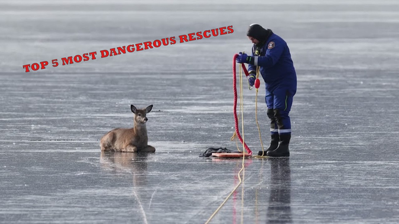 5 of the most dangerous animal rescues carried out by humans | Animal Rescue