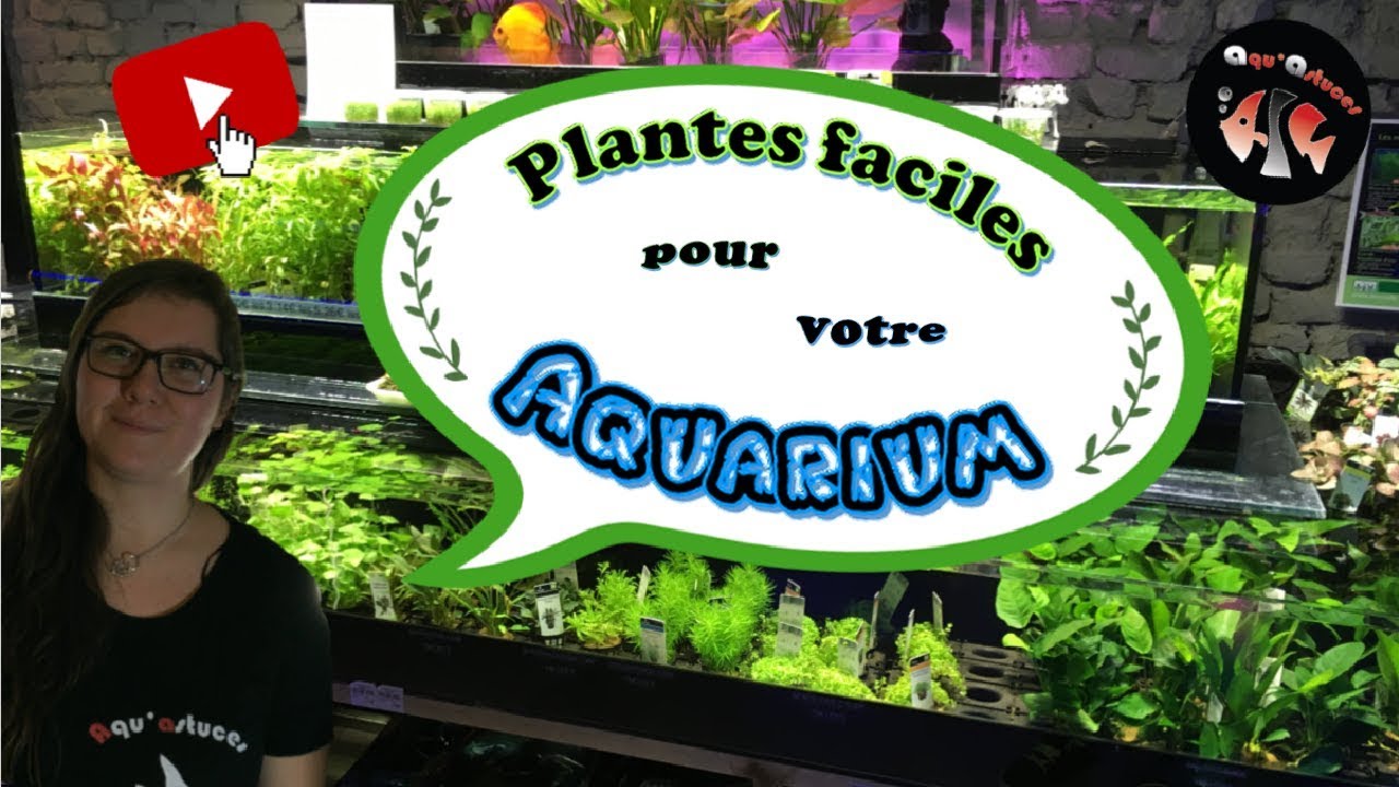 PLANTES FACILE POUR AQUARIUM