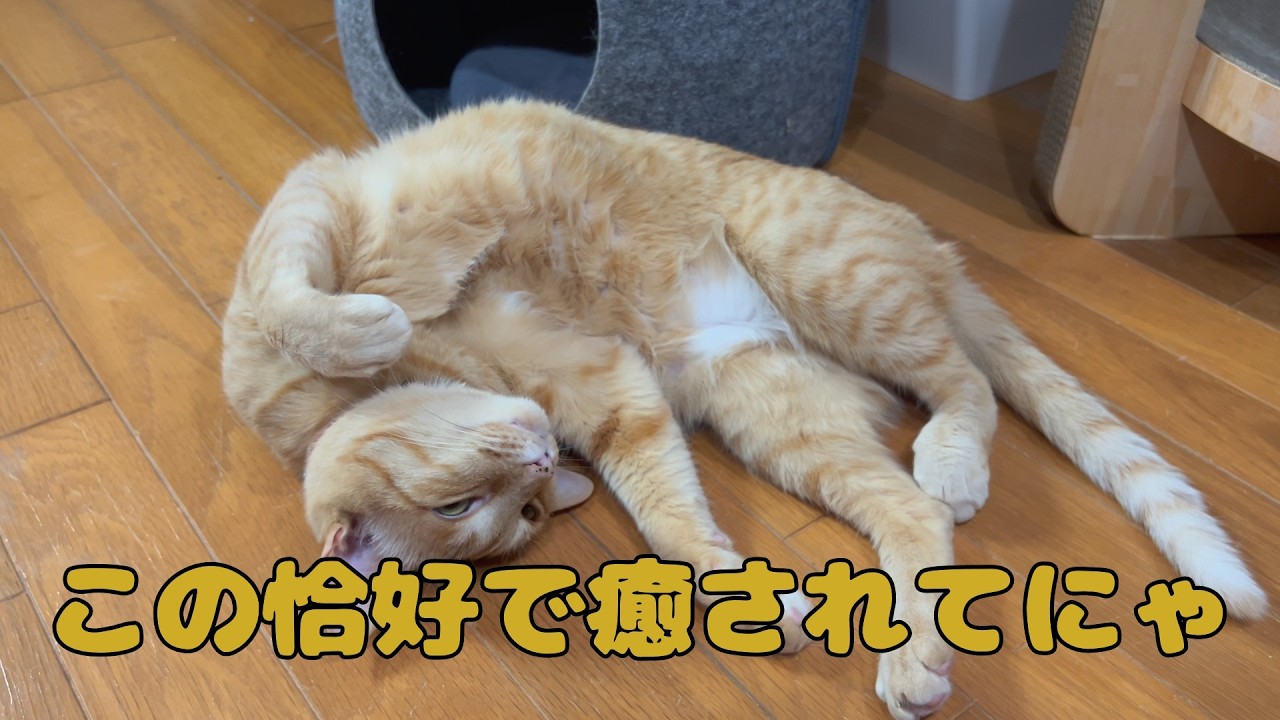 【保護猫】🐈寒い日が続くとこうなるにゃ🐈の巻【にゃんこ日和】【rescued cat】