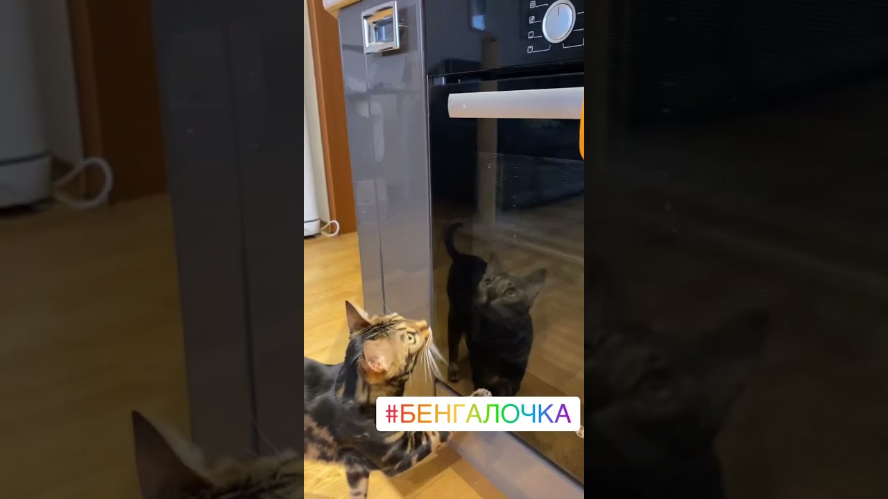 Шелли бенгальская мраморная кошечка
