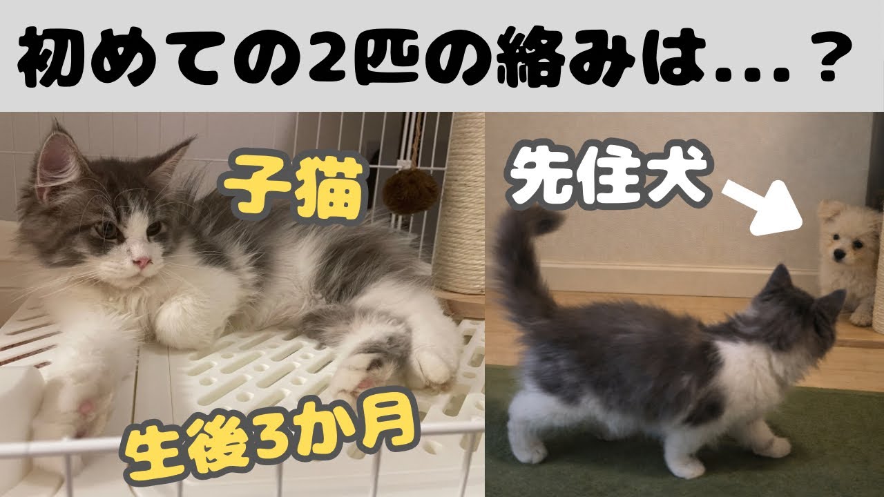 子猫をお迎えしたら、先住犬の子犬も大喜びでした　#サイベリアン #ポメラニアン #トイプードル 