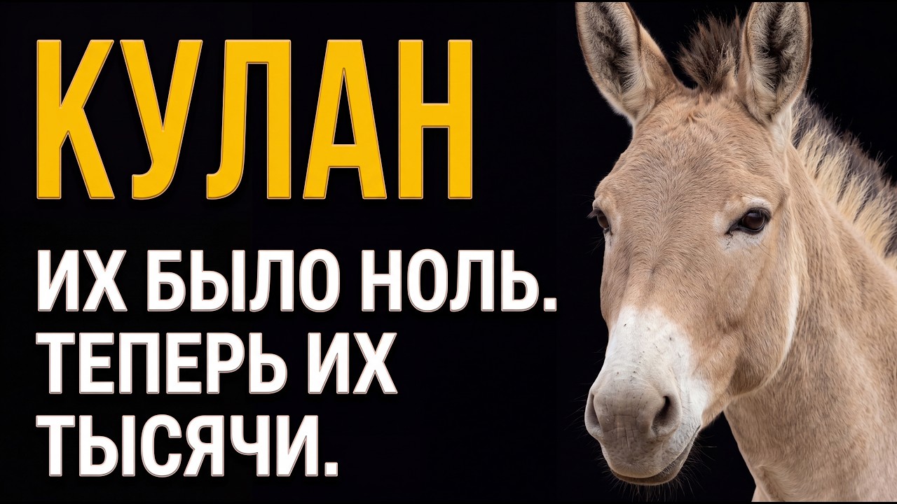 КУЛАН: ЕГО ИСТРЕБИЛИ ПОЛНОСТЬЮ В КАЗАХСТАНЕ, НО ОН ВЕРНУЛСЯ