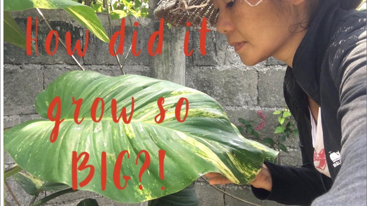 My Twenty+ Year-old Giant Pothos/How to Grow Massive Leaves