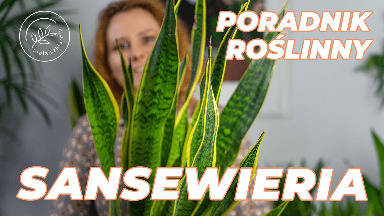 SANSEWIERIA - jak dbać o sansevierie? Uprawa i pielęgnacja roślin