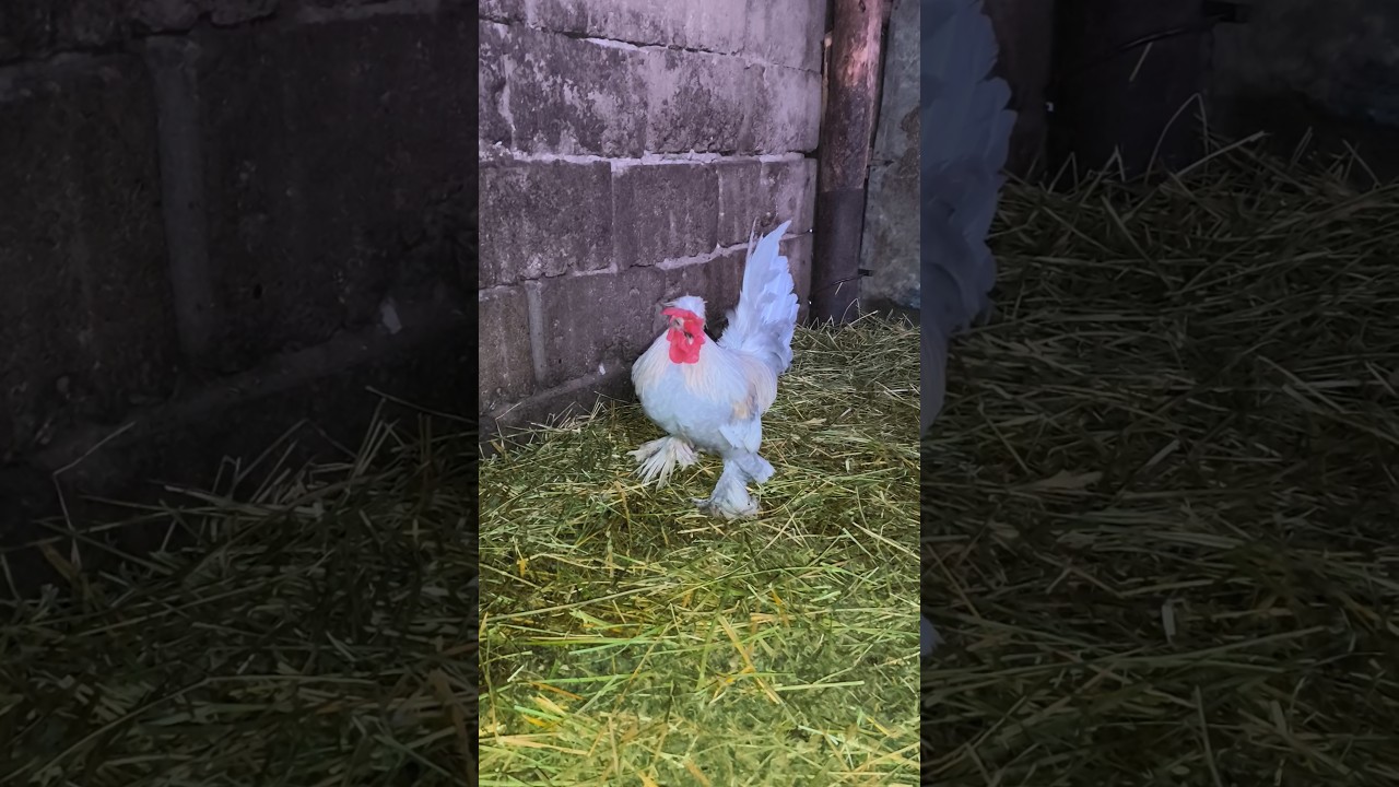 An nou fericit! Începem anul cu noi achiziții!