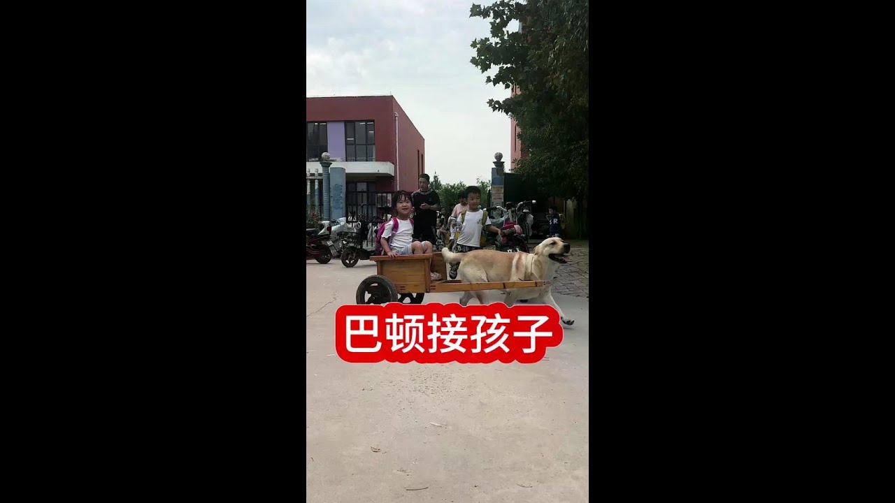 Dog Meets Master After School # Dog pulls a cart