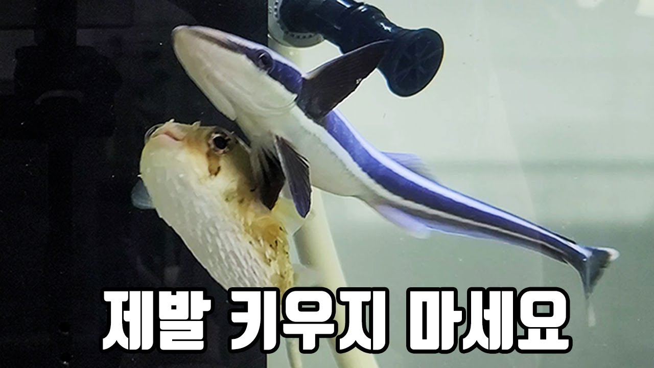 빨판상어는 제발 키우지 마세요ㅠ (feat. 뿌동이)
