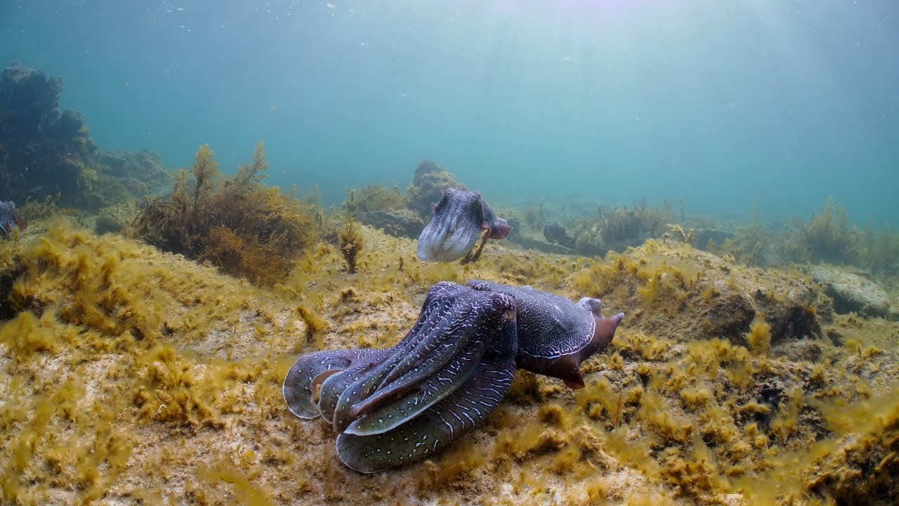 10 Hours - Beautiful Cuttlefish And Relaxing Music - Ambience for Sleep - Meditation - Stress Relief