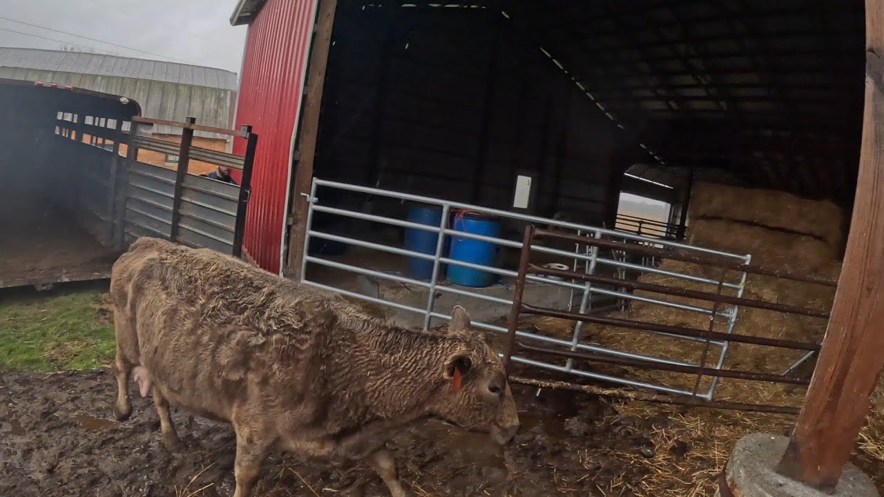 Culling a Cow