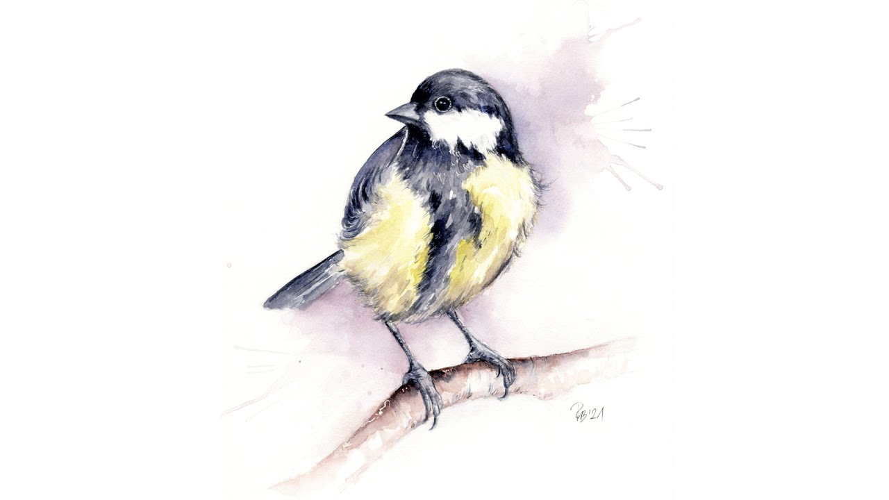 Akwarela, Sikora bogatka (Parus major)