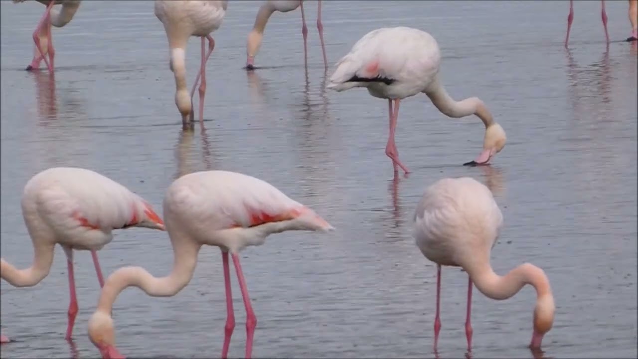 Primeros planos de flamencos a cámara lenta. Laguna Larga de Villacañas 8-2-2026
