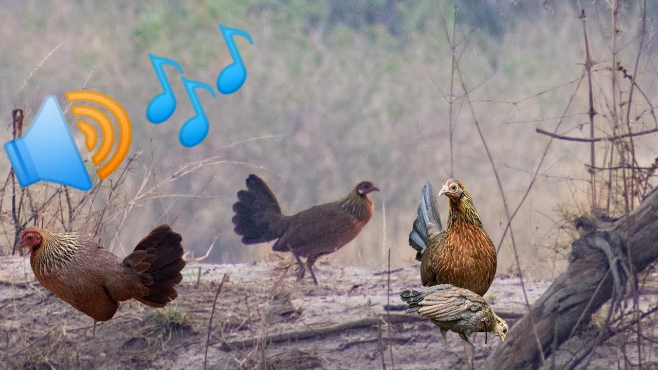 Suara panggilan ayam betina liar yang terbaru dan paling menakjubkan @ThuVuiVaDamMe98
