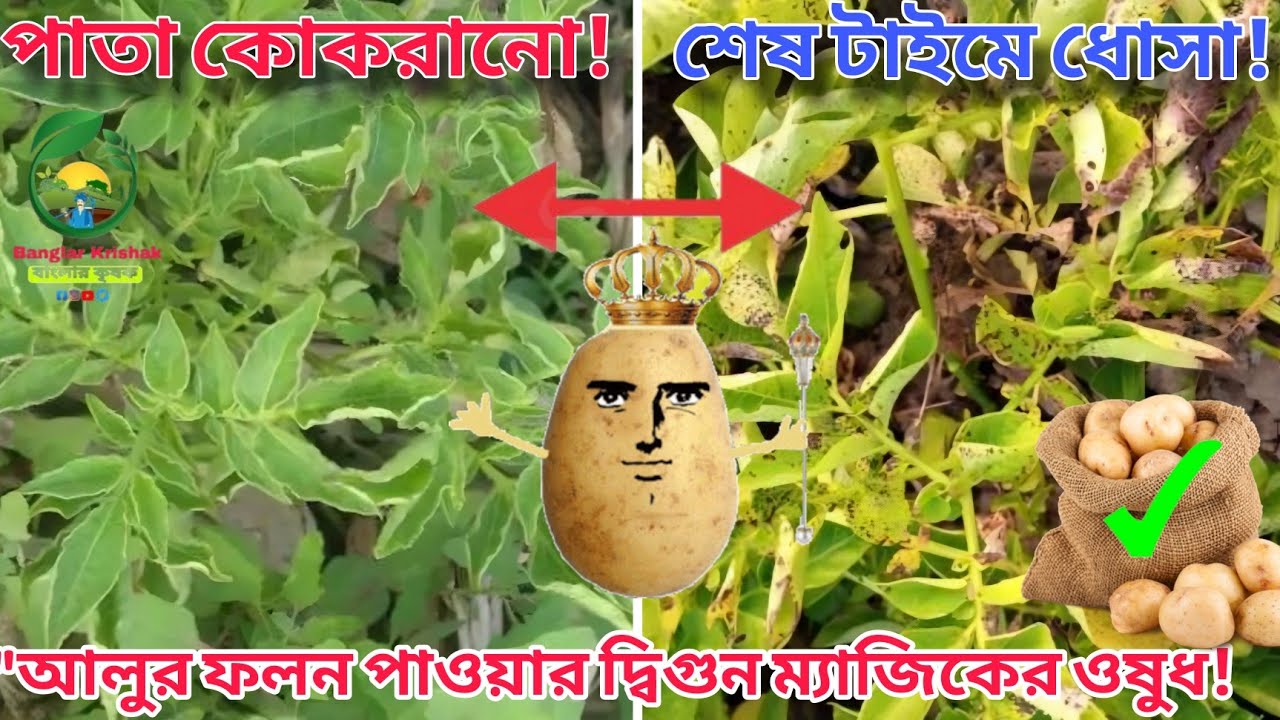 আলুর জমিতে মড়ক ও পাতা কোঁকড়ানো রোগ? ১ রাতেই শেষ হবে জমি! দেখুন চূড়ান্ত সমাধান।