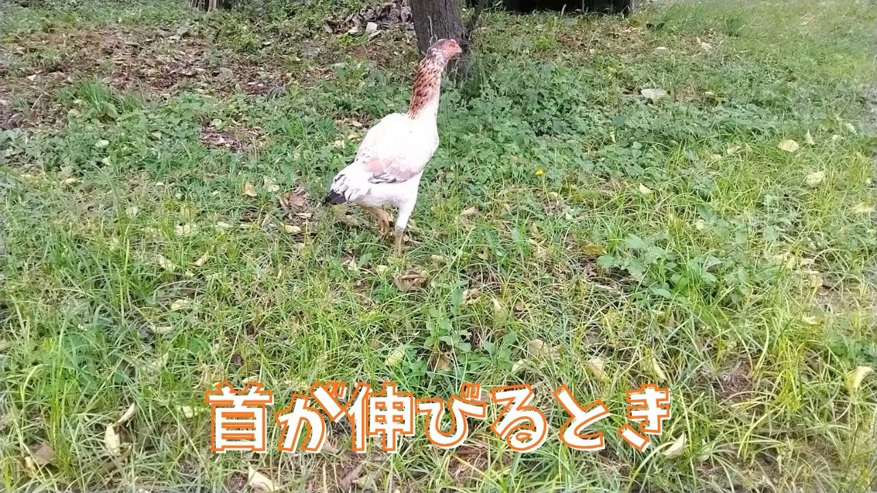 首が伸びるとき【シャモ】