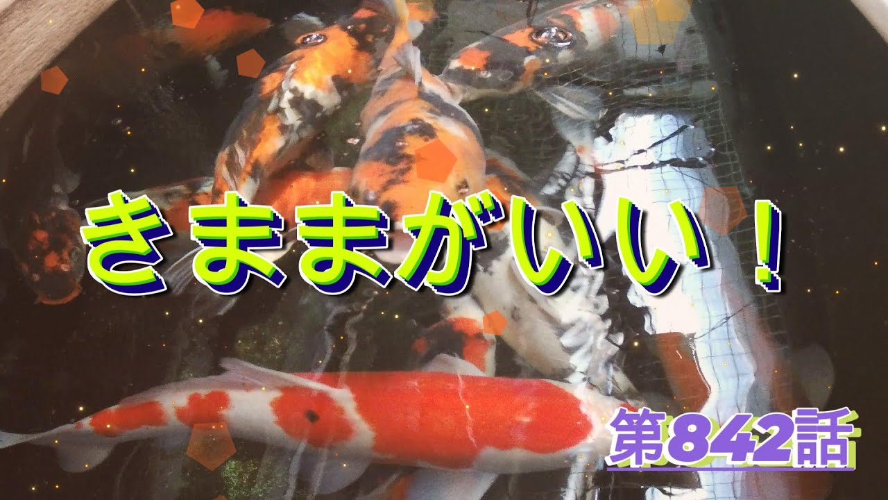 きままがいい！我が家の錦鯉達！260203第842話ＸＴＵＳ6にて撮影