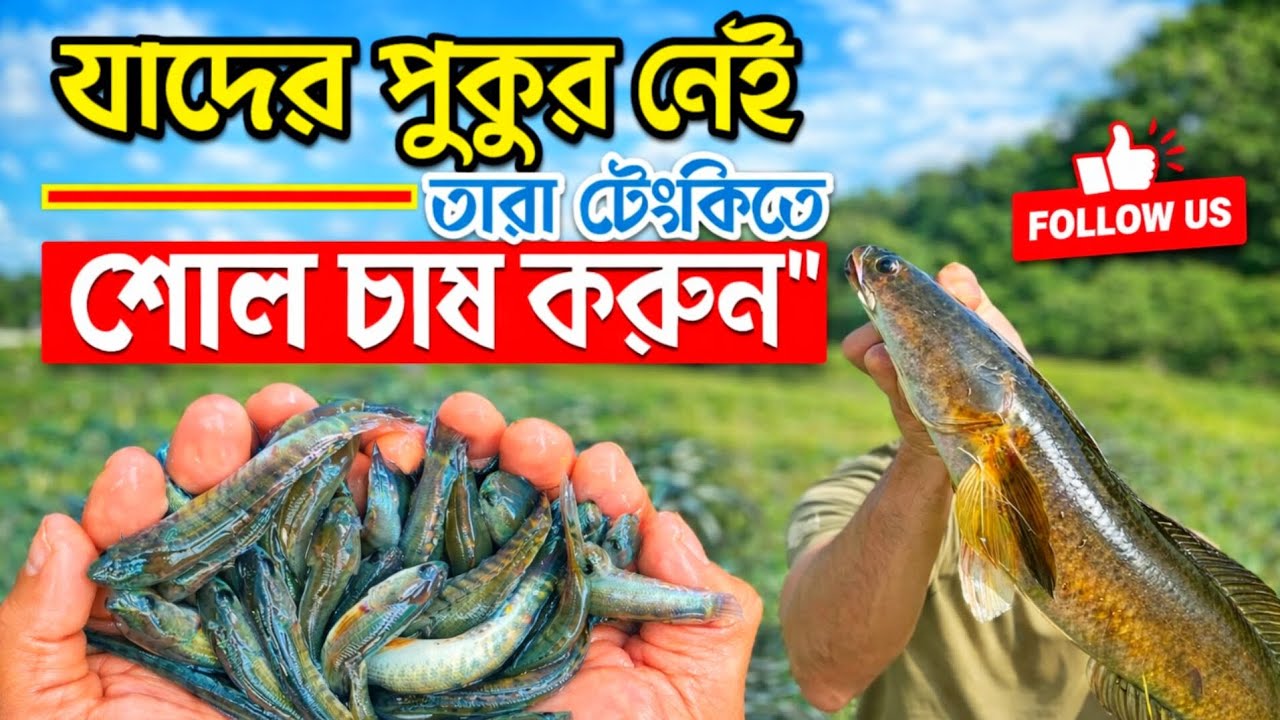 শোল মাছ চাষ পদ্ধতি ২০২৬ | কম খরচে বেশি লাভ মাছের পোনা অর্ডার করুন- 01976962366