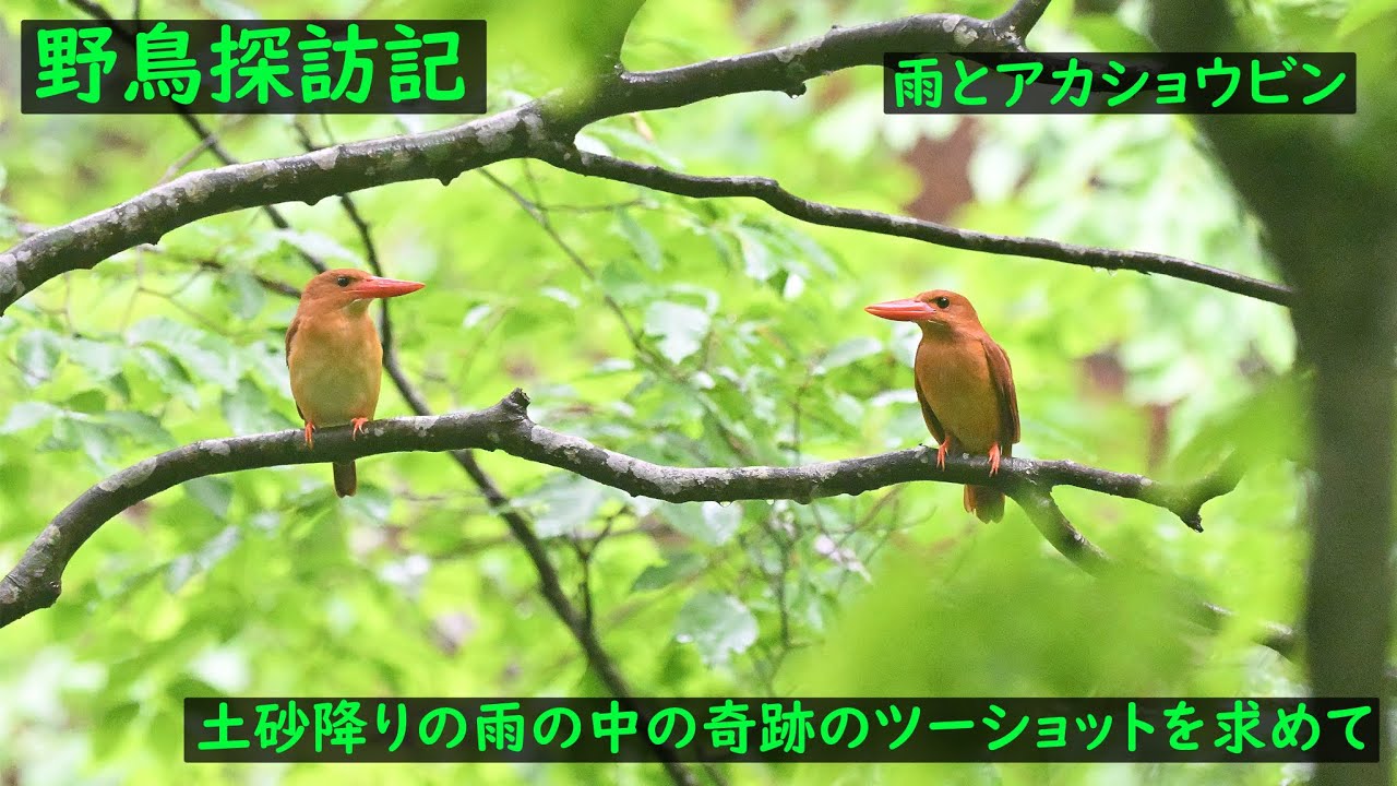 「野鳥探訪記 雨とアカショウビン 土砂降りの雨の中の奇跡のツーショットを求めて」