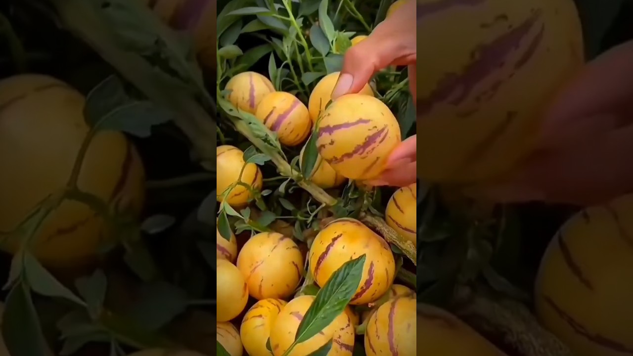 PEPINO MELON MINI 